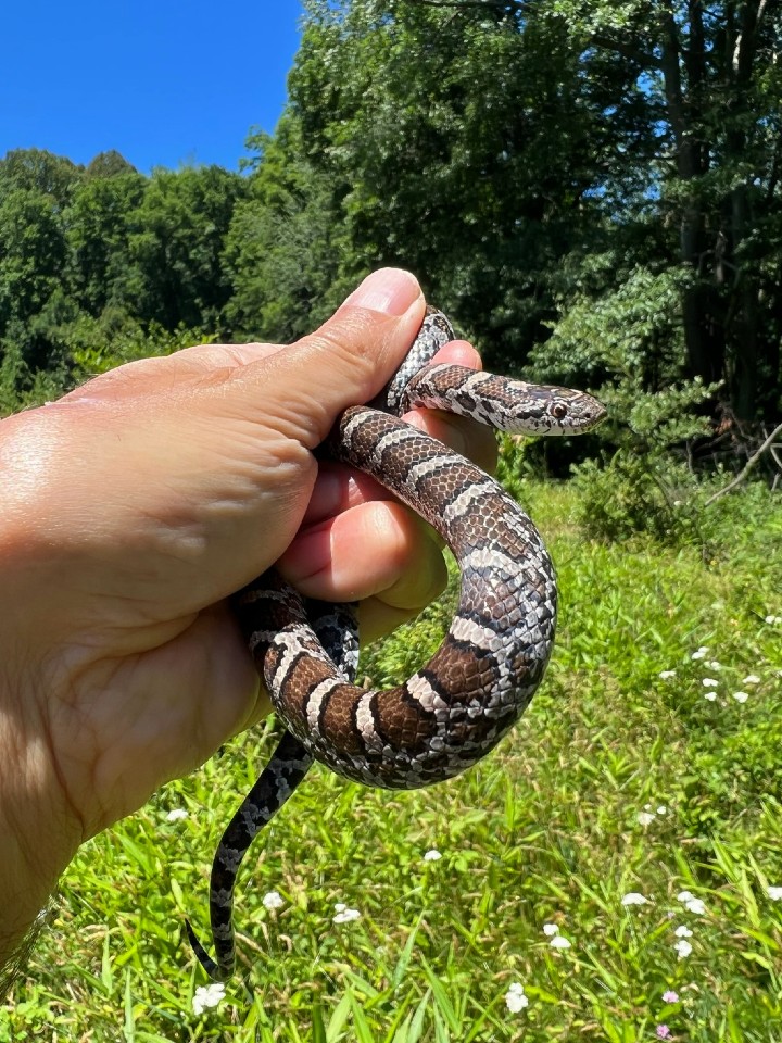 Eastern Milk Snake